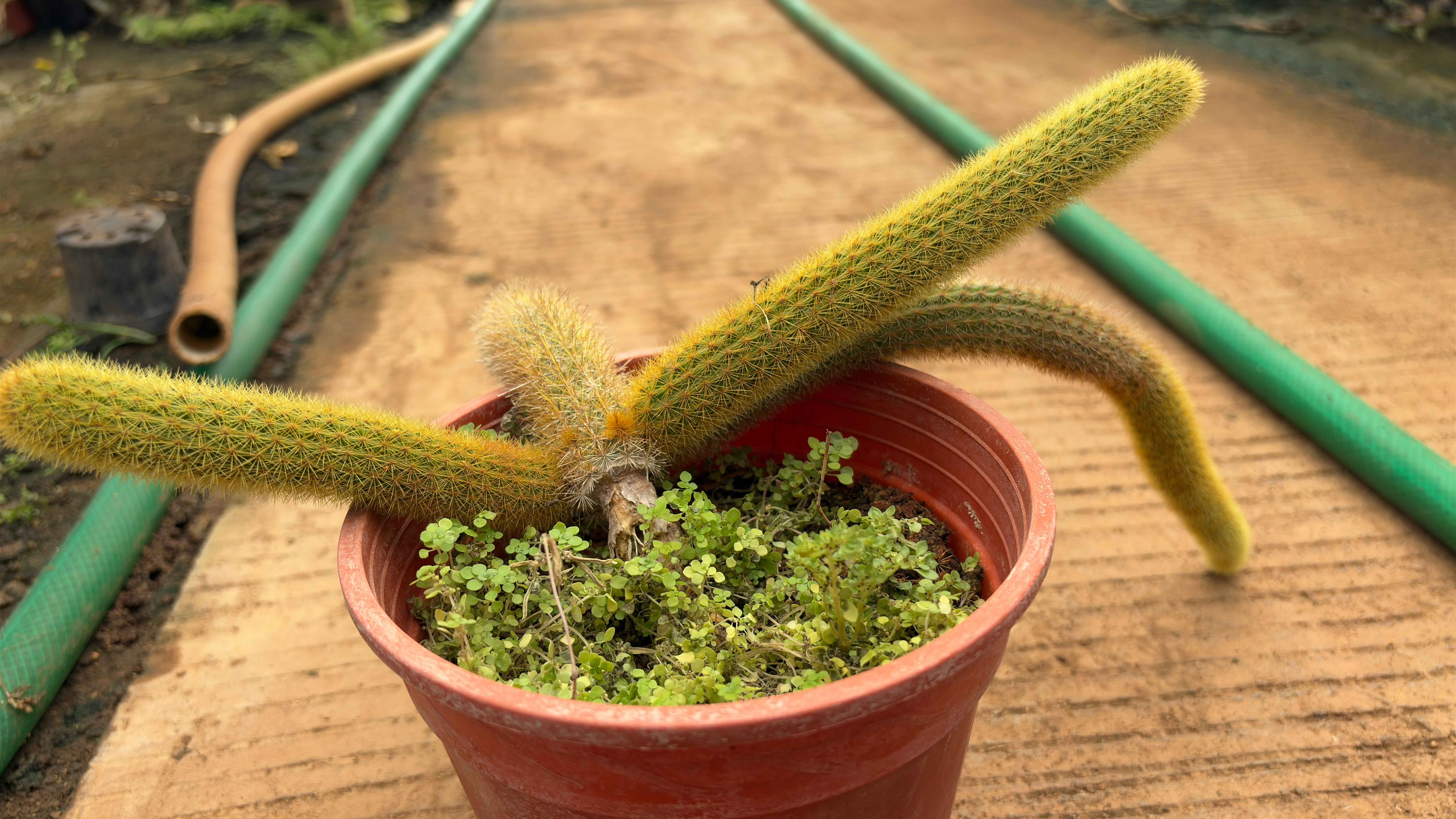 Monkey tail cactus